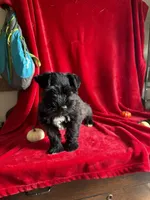 Colt, a male Miniature Schnauzer for sale in Lewisburg, WV – 3 of 10