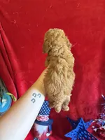 Mae, a female Poodle - Toy  for sale in Lewisburg, WV – 9 of 10