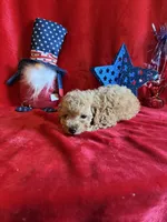 Murray, a male Poodle - Toy  for sale in Lewisburg, WV – 9 of 10