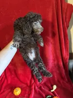 Bill, a male Poodle - Toy  for sale in Lewisburg, WV – 9 of 10