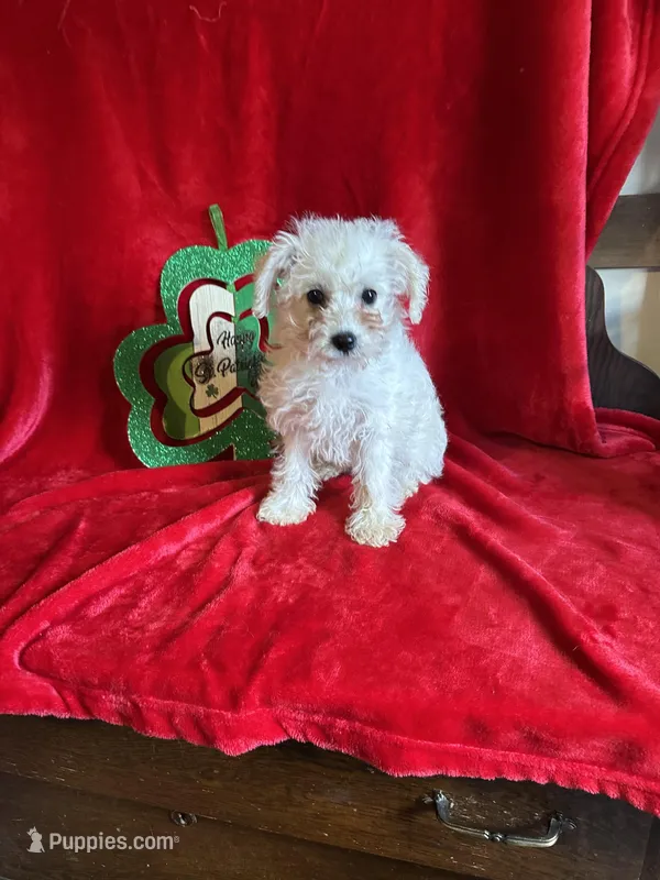 Lizzy – Schnoodle puppy for sale in Lewisburg, WV
