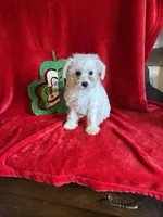 Lizzy, a female Schnoodle for sale in Lewisburg, WV – Photo 1 of 10