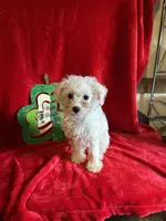 Lizzy, a female Schnoodle for sale in Lewisburg, WV – Photo 4 of 10