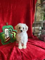 Lizzy, a female Schnoodle for sale in Lewisburg, WV – Photo 9 of 10
