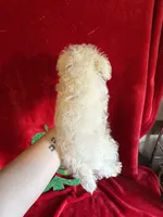 Lizzy, a female Schnoodle for sale in Lewisburg, WV – Photo 2 of 10