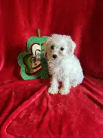 Lizzy, a female Schnoodle for sale in Lewisburg, WV – Photo 5 of 10