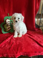 Lizzy, a female Schnoodle for sale in Lewisburg, WV – Photo 8 of 10