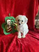 Lizzy, a female Schnoodle for sale in Lewisburg, WV – Photo 7 of 10