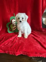 Lizzy, a female Schnoodle for sale in Lewisburg, WV – Photo 3 of 10