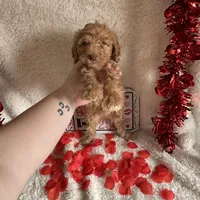 Caroline, a female Poodle - Standard  for sale in Lewisburg, WV – Photo 4 of 10