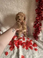 Caroline, a female Poodle - Standard  for sale in Lewisburg, WV – Photo 4 of 10