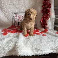 Caroline, a female Poodle - Standard  for sale in Lewisburg, WV – Photo 9 of 10