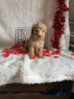 Caroline, a female Poodle - Standard  for sale in Lewisburg, WV – Photo 9 of 10