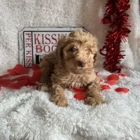 Caroline, a female Poodle - Standard  for sale in Lewisburg, WV – Photo 2 of 10