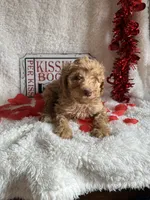Caroline, a female Poodle - Standard  for sale in Lewisburg, WV – Photo 2 of 10