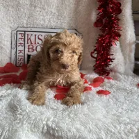 Caroline, a female Poodle - Standard  for sale in Lewisburg, WV – Photo 6 of 10
