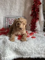 Caroline, a female Poodle - Standard  for sale in Lewisburg, WV – Photo 6 of 10