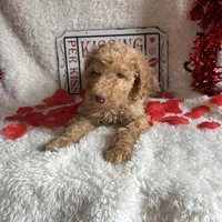 Caroline, a female Poodle - Standard  for sale in Lewisburg, WV – Photo 10 of 10