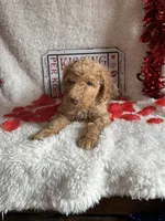 Caroline, a female Poodle - Standard  for sale in Lewisburg, WV – Photo 10 of 10