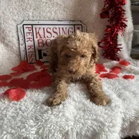 Caroline, a female Poodle - Standard  for sale in Lewisburg, WV – Photo 5 of 10