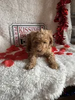 Caroline, a female Poodle - Standard  for sale in Lewisburg, WV – Photo 5 of 10