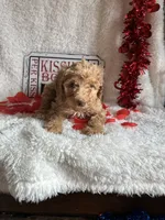 Caroline, a female Poodle - Standard  for sale in Lewisburg, WV – Photo 8 of 10