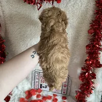 Caroline, a female Poodle - Standard  for sale in Lewisburg, WV – Photo 3 of 10