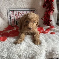 Caroline, a female Poodle - Standard  for sale in Lewisburg, WV – Photo 7 of 10