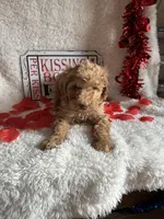 Caroline, a female Poodle - Standard  for sale in Lewisburg, WV – Photo 7 of 10