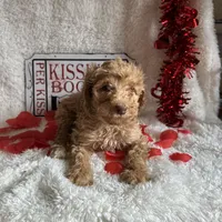 Caroline, a female Poodle - Standard  for sale in Lewisburg, WV – Photo 1 of 10