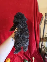 Dylan, a male Poodle - Toy  for sale in Lewisburg, WV – 9 of 9