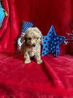 Mae, a female Poodle - Toy  for sale in Lewisburg, WV – 8 of 10