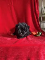 Caleb , a male Miniature Schnauzer for sale in Lewisburg, WV – 6 of 10