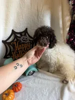 Belle, a female Poodle - Toy  for sale in Lewisburg, WV – 6 of 10