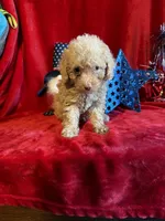 Leo, a male Poodle - Toy  for sale in Lewisburg, WV – 6 of 9