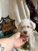 Kaley, a female Miniature Schnauzer for sale in Lewisburg, WV – 2 of 10