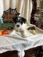 Kyle, a male Miniature Schnauzer for sale in Lewisburg, WV – 4 of 10