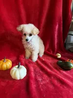 Anne, a female Poodle - Toy  for sale in Lewisburg, WV – 5 of 10