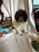 Belle, a female Poodle - Toy  for sale in Lewisburg, WV – 8 of 10