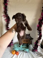 Kayla, a female Aussiedoodle for sale in Lewisburg, WV – 8 of 10