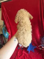 Lyla, a female Poodle - Toy  for sale in Lewisburg, WV – 8 of 10