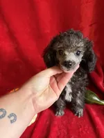 Dylan, a male Poodle - Toy  for sale in Lewisburg, WV – 7 of 9
