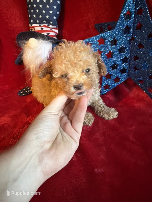 Lyla – Poodle - Toy  puppy for sale in Lewisburg, WV