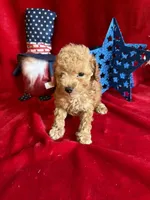 Murray, a male Poodle - Toy  for sale in Lewisburg, WV – 2 of 10