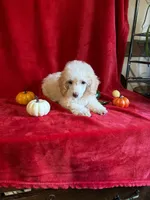 Danny, a male Poodle - Toy  for sale in Lewisburg, WV – 6 of 10