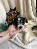 Kyle, a male Miniature Schnauzer for sale in Lewisburg, WV – 7 of 10