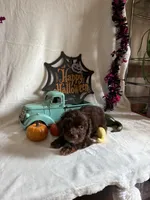 Carly, a female Aussiedoodle for sale in Lewisburg, WV – 7 of 10