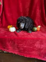 Bill, a male Poodle - Toy  for sale in Lewisburg, WV – 2 of 10