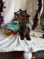Kayla, a female Aussiedoodle for sale in Lewisburg, WV – 10 of 10