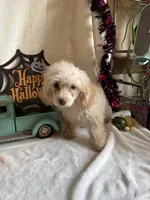 Cameron, a male Poodle - Toy  for sale in Lewisburg, WV – 7 of 10